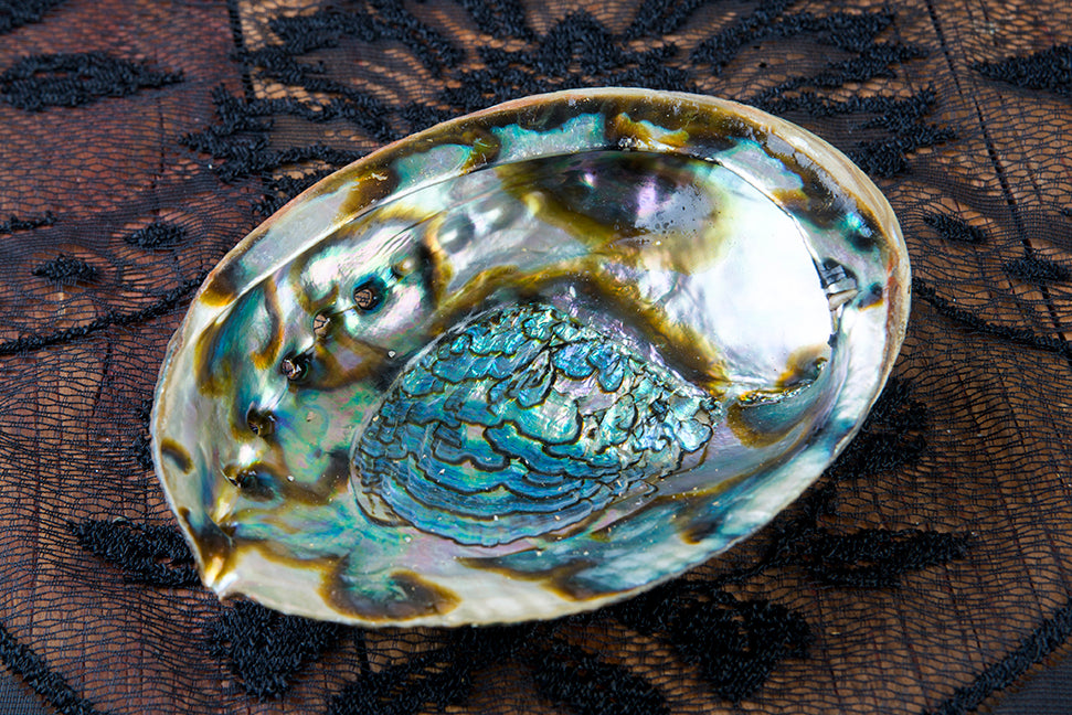 authentic abalone shell