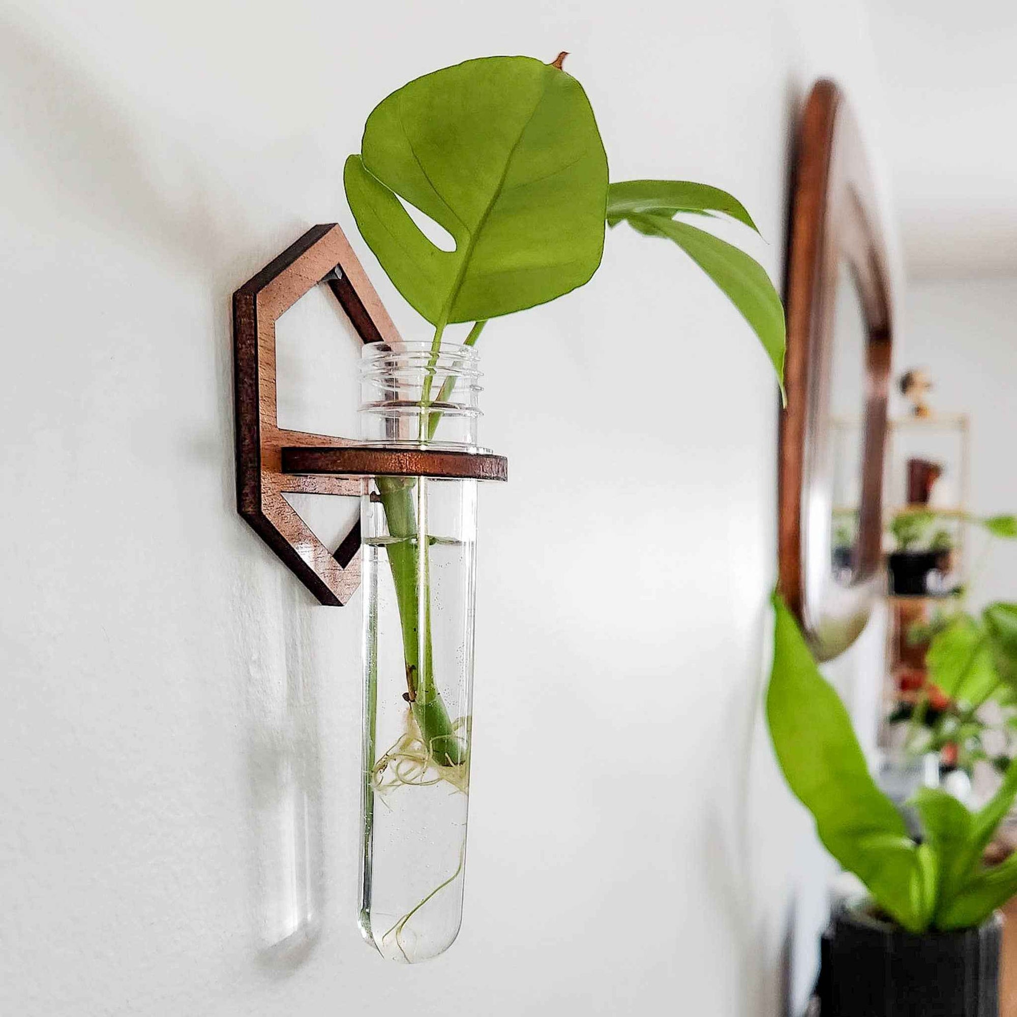 Wall Hanging Propagation Station - Wooden Hexagon Outline |  - Cedar Witch Goods
