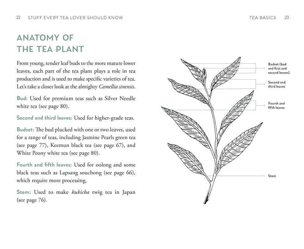 Stuff Every Tea Lover Should Know by Candace Rose  Rardon