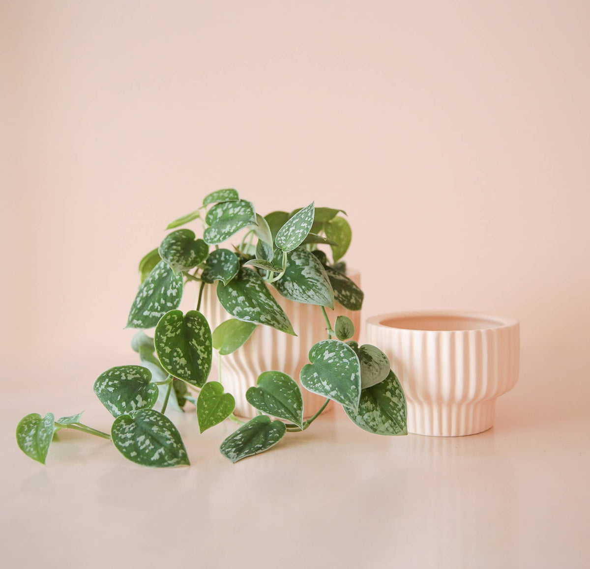 Presley Pedestal Planter | Ballerina