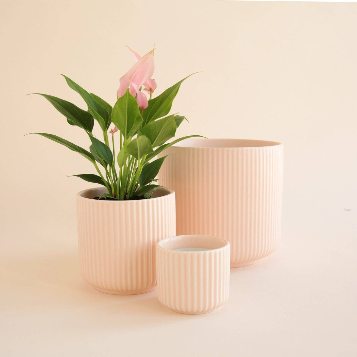 Lucy Planter | Ballerina