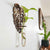 Wall Hanging Propagation Station - Monstera Leaf Design