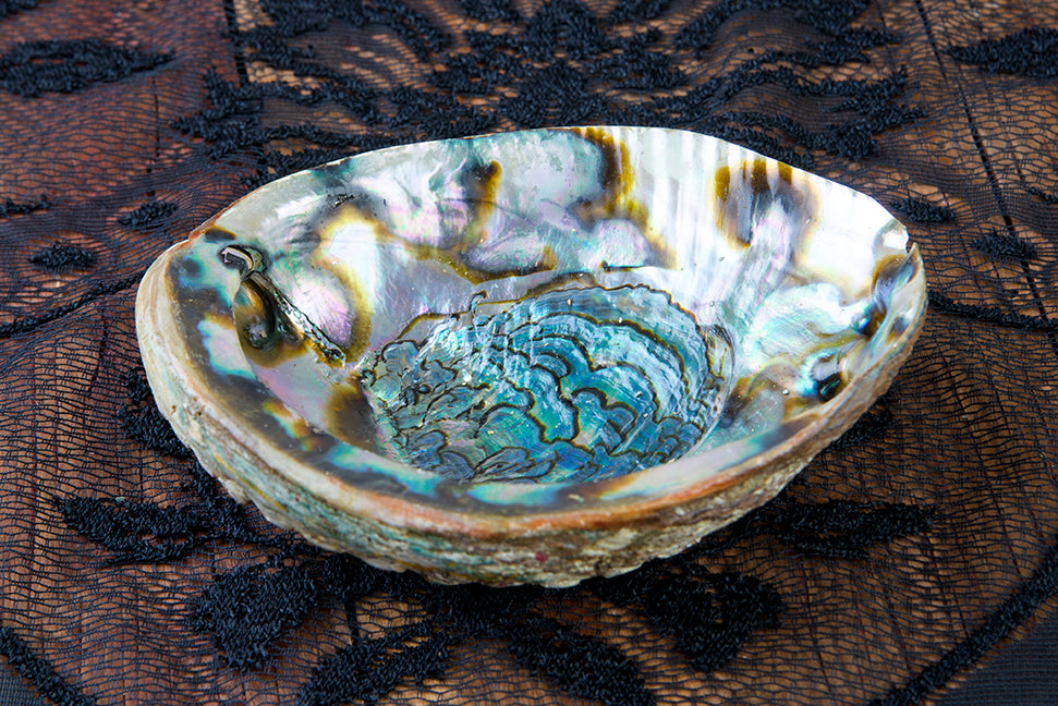 another view of an abalone shell